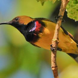 Olive Backed Sunbird