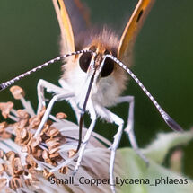 -Small Copper Lycaena phlaeas