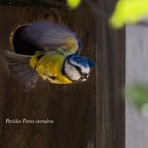 Blue_Tit_Paridae_Parus_caeruleus