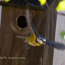 Blue_Tit_Paridae_Parus_caeruleus