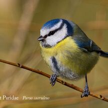 Blue_Tit_Paridae_Parus_caeruleus