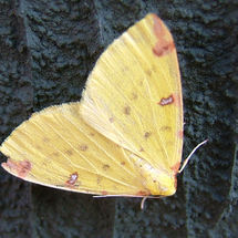 Brimstone Moth