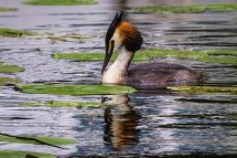 Great Crested Grebe