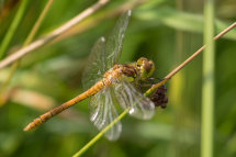 Ruddy Darter (Female) Sympetrum sanguineum