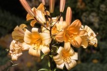 Lillies Felbrigg