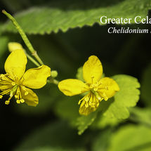 Greater Celandine Chelidonium majus