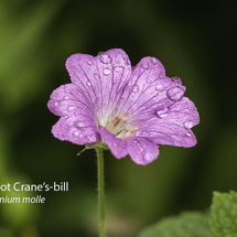 Doves foot Cranes bill Geranium molle