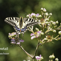 Swallowtail Papillo machaon
