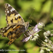 Painted Lady Cynthia (Vanessa) cardui