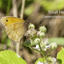 Small Heath Coenonympha pamphilus