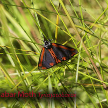 Cinnabar Moth Tyria jacobaeae