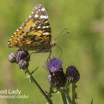 Painted Lady Cynthia (Vanessa) cardui