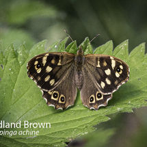 Woodland Brown Lopinga achine