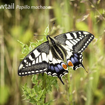 .Swallowtail