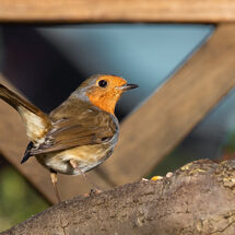 Robin_Erithacus_rubecula