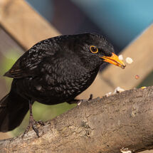 Blackbird_male_Turdis_menula