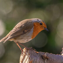 Robin Erithacus rubecula