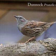 Dunnock Prunella modularis-Edit