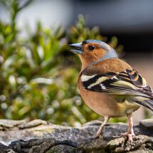 Chaffinch Fringilla coelebs