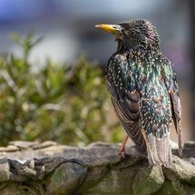Starling Sturnus vulgaris