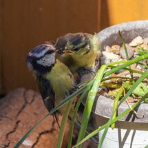 Blue Tit Paridae Parus caeruleus