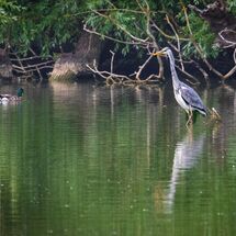 Grey Heron Ardea cinera