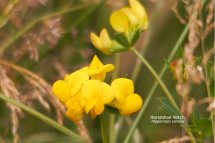 Horseshoe Vetch Hippocrepis comosa