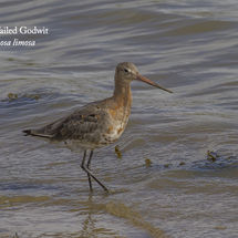 Black Tailed Godwit Limosa limosa