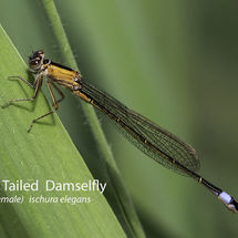 Female Blue Tailed Damselfly ischura elegans