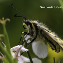 Swallowtail Papillo machaon