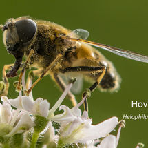 Hoverfly Helophilus pendulus