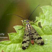 Scorpion Fly Panorpa communispion