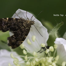 Nettle Tap Anthophila fabricana