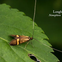Longhorn Nemophora degeerella
