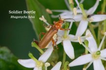 Soldier Beetle (Rhagonycha fulva)