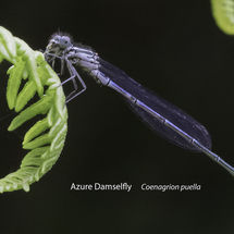 Azure Damselfly Coenagrion puella