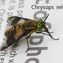 Chrysops relictus