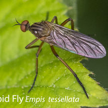 Empid Fly Empis tessellata