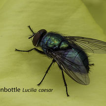 Greenbottle Lucilia caesar