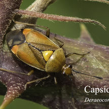 Capsid bug Deraeocoris ruber