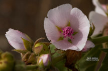 Musk Mallow Malva moschata