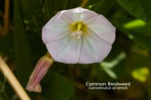 Common Bindweed Convolvulus arvensis