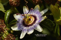 Common Passion Flower Passiflora caerulea