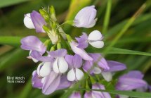 Bird Vetch Vicia cracca