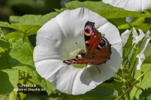 Peacock Aglais io Inachis io