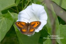 Gatekeeper Pyronia tithonus (female)