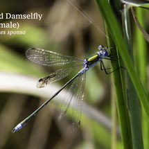 Emerald Damselfly male Lestes sponsa