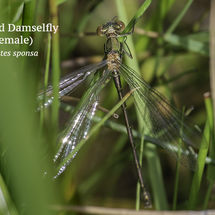 Emerald Damselfly female Lestes sponsa