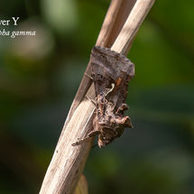 Silver Y Autographa gamma