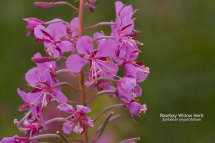 Rosebay Willow Herb Epilobium angustifolium
